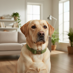 Jack and Vanilla halsband voor honden, 35 cm