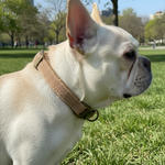Jack and Vanilla halsband voor honden, 46 cm