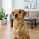 Jack and Vanilla product voor honden, 50 cm