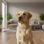 Jack and Vanilla halsband voor honden, 45 cm