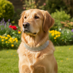 Jack and Vanilla halsband voor honden, 65 cm