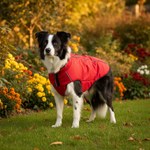 Jack and Vanilla jas voor honden, rood, 60 cm