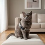 Jack and Vanilla halsband voor honden, zwart, 35 cm