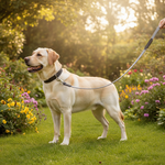 Jack and Vanilla hondenlijn voor honden, zwart, 120 cm