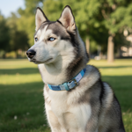 Jack and Vanilla halsband voor honden, blauw, 45 cm