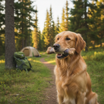 Haba's kauwbot voor honden