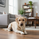 Haba's snack voor honden