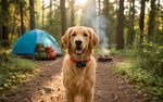 Petsafe halsband voor honden