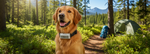 Petsafe product voor honden