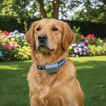 Petsafe halsband voor honden