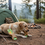 Benebone dental snack voor honden