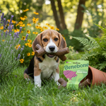 Benebone product voor honden