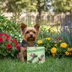 Benebone product voor honden