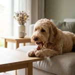 HAB07423_01.webp