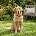 QUECO4535_01.webp