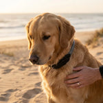 WALCO1015050_04.webp