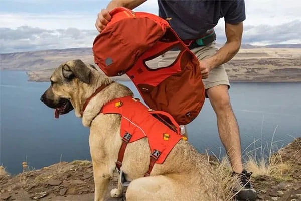 Hond met een hondenrugzak op avontuur - TIERLO