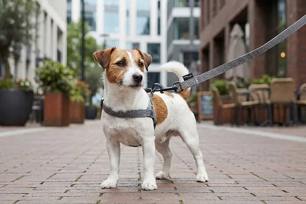 Hond aan de lijn tijdens de wandeling - de perfecte hondenlijn kiezen bij TIERLO